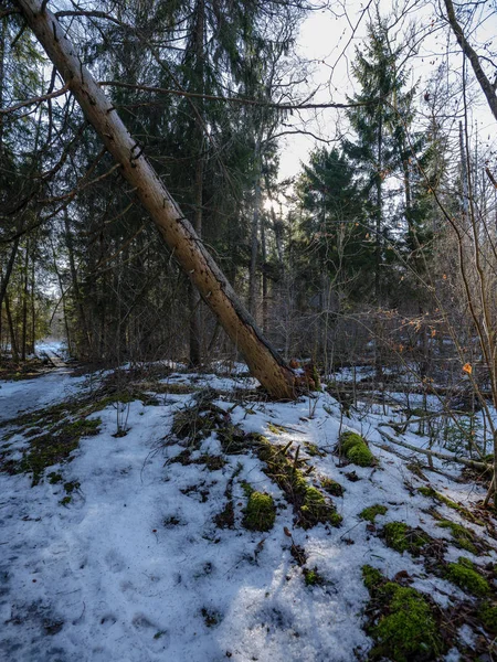 Zonnige winter bos met resten van de sneeuw en groen gebladerte — Stockfoto