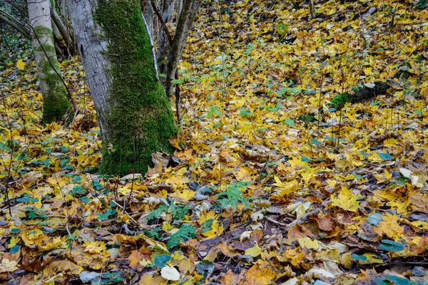 乾燥木葉を地面に背景テクスチャ — ストック写真