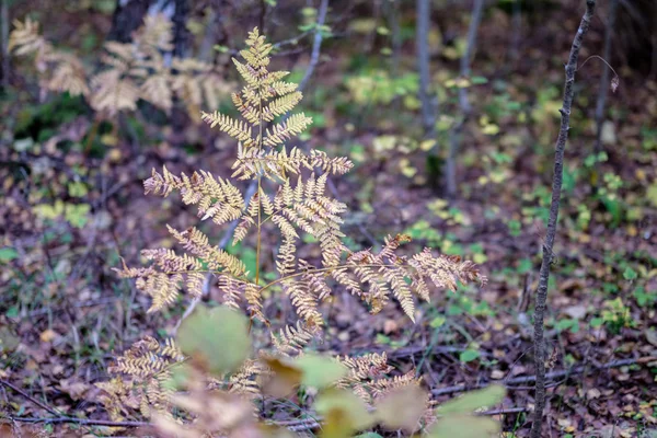 Asciutto albero foglie sfondo texture a terra — Foto Stock