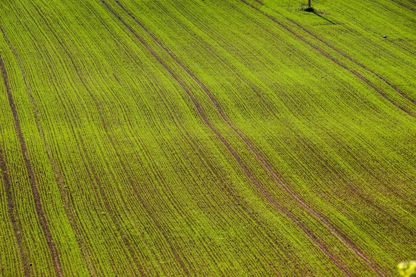 Grün bewirtschaftete Felder im Grünen — Stockfoto