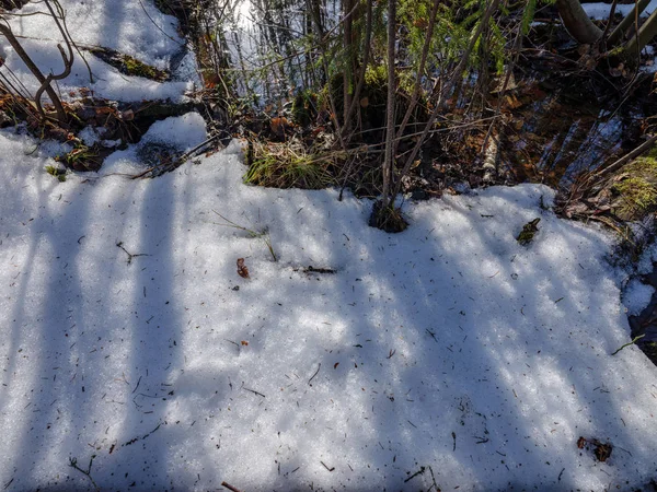 雪の残り物と緑の葉の日当たりの良い冬の森 — ストック写真