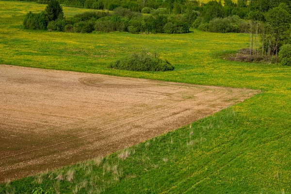 Green cultivated fields in countryside — Stock Photo, Image