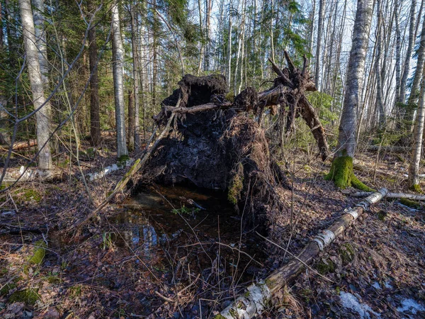 Zonnige winter bos met resten van de sneeuw en groen gebladerte — Stockfoto