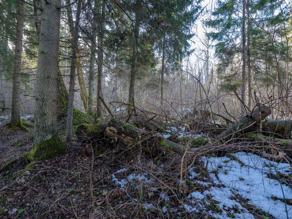 Zonnige winter bos met resten van de sneeuw en groen gebladerte — Stockfoto