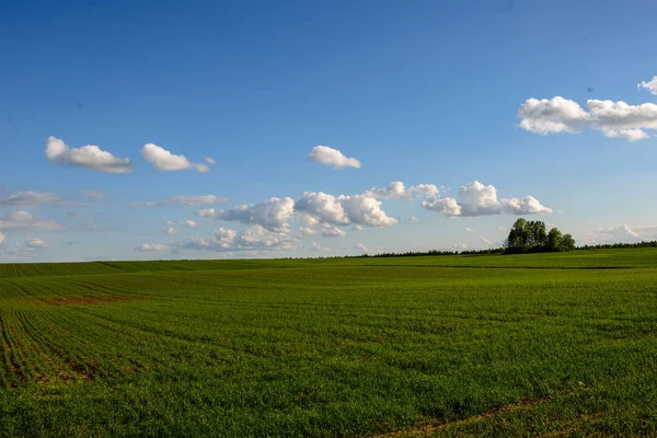 Grün bewirtschaftete Felder im Grünen — Stockfoto