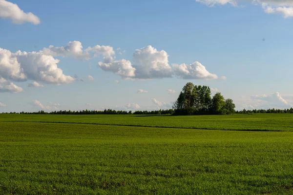 Zielone pola uprawne wsi — Zdjęcie stockowe