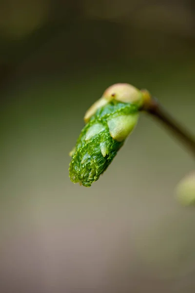 Yeşil bahar bitki örtüsü makro yakın çekim doğada — Stok fotoğraf