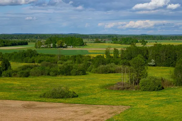 Green cultivated fields in countryside — Stock Photo, Image