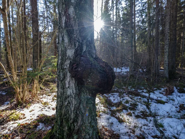 sunny winter forest with snow leftovers and green foliage