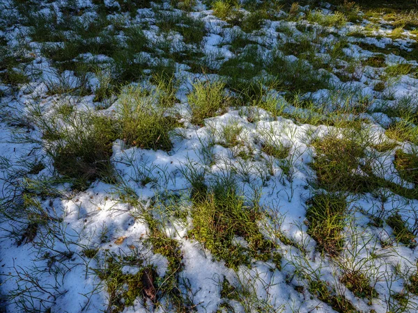 雪の残り物と緑の葉の日当たりの良い冬の森 — ストック写真