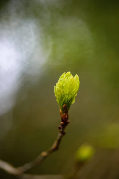 Gröna våren lövverk makro närbild i naturen — Stockfoto