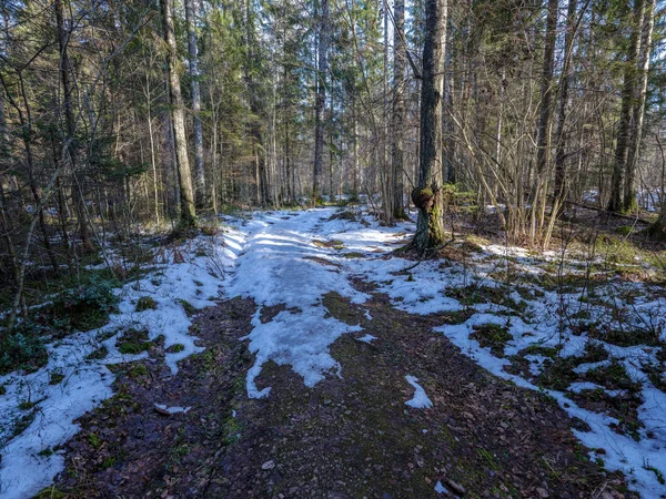 雪の残り物と緑の葉の日当たりの良い冬の森 — ストック写真