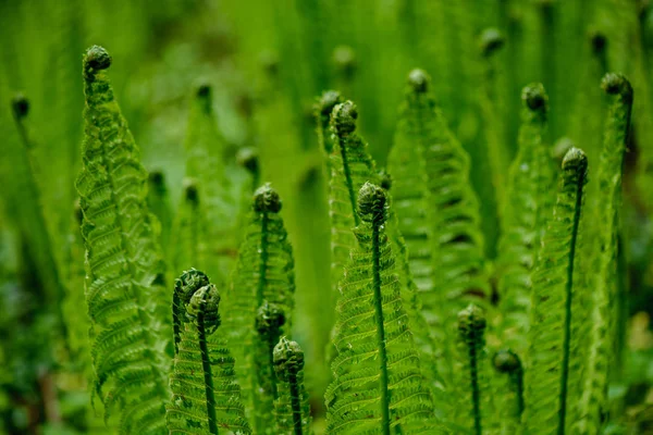 Hojas de helecho verde fresco follaje en verano —  Fotos de Stock