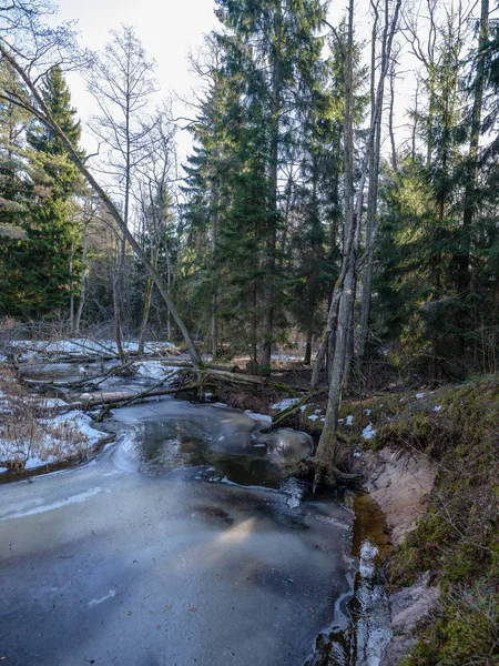 Forêt d'hiver ensoleillée avec restes de neige et feuillage vert — Photo