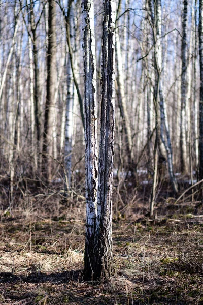 Björkar med skadad bark i nakna vinterlandskap — Stockfoto