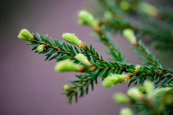 Follaje de primavera verde macro primer plano en la naturaleza —  Fotos de Stock