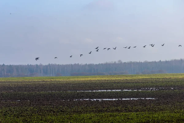 Zielone pola uprawne wsi — Zdjęcie stockowe