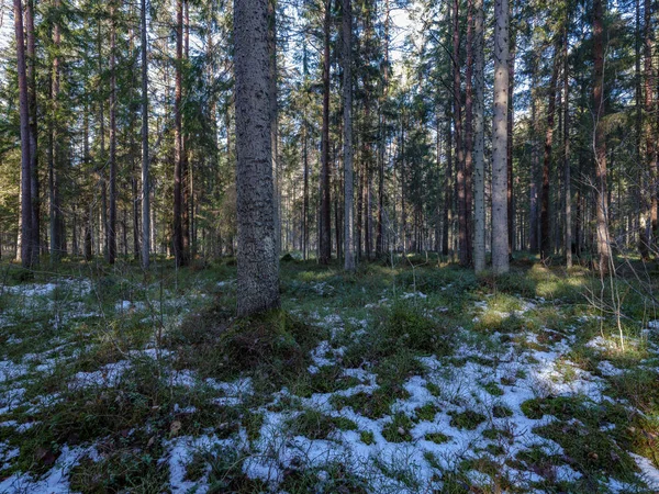 sunny winter forest with snow leftovers and green foliage