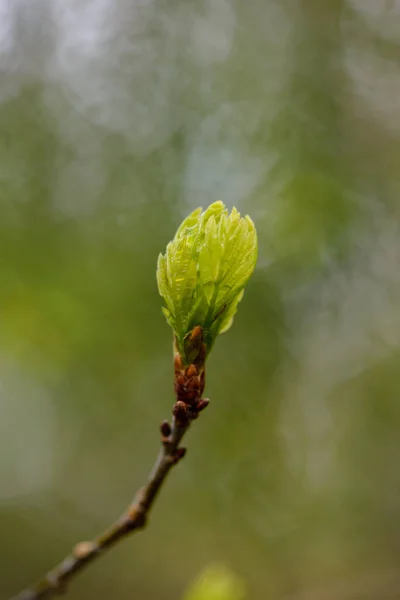 Wiosna zielony liści makro z bliska w przyrodzie — Zdjęcie stockowe