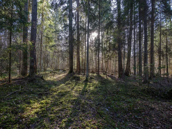 Solig vinter skog med snö matrester och grönt bladverk — Stockfoto