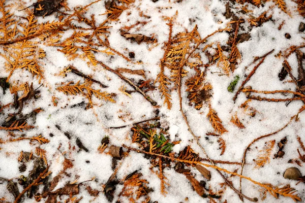 Asciutto albero foglie sfondo texture a terra — Foto Stock