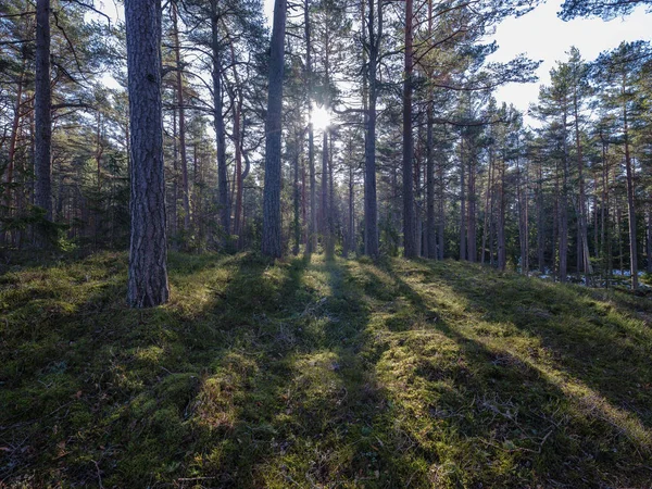 Floresta ensolarada de inverno com sobras de neve e folhagem verde — Fotografia de Stock