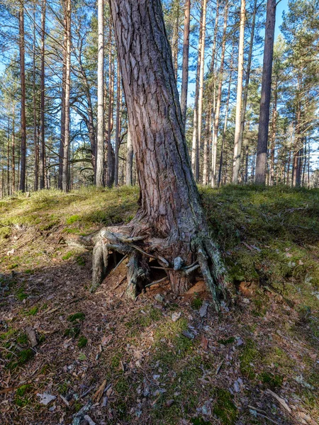 Slunečné zimní les se zbytky sněhu a zelené listí — Stock fotografie