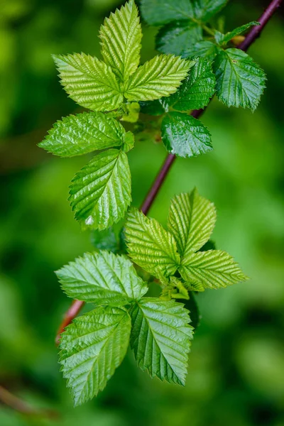 Follaje de primavera verde macro primer plano en la naturaleza — Foto de Stock