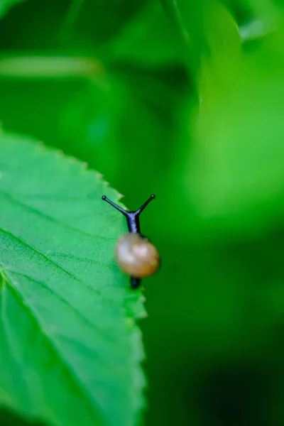 緑の春紅葉マクロは自然のクローズ アップ — ストック写真