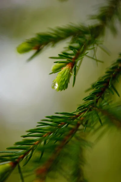 Grüne Frühlingsblätter Makro hautnah in der Natur — Stockfoto