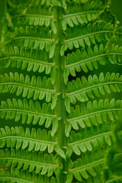 Folhas de samambaia verde fresco folhagem no verão — Fotografia de Stock