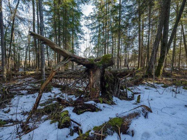 Floresta ensolarada de inverno com sobras de neve e folhagem verde — Fotografia de Stock