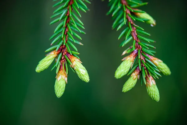 Follaje de primavera verde macro primer plano en la naturaleza —  Fotos de Stock