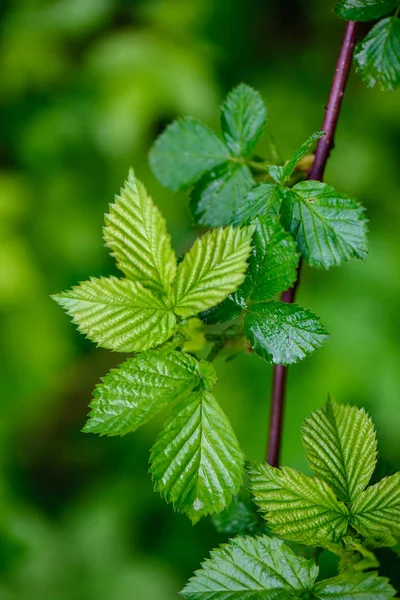 Verde primavera folhagem macro close-up na natureza — Fotografia de Stock