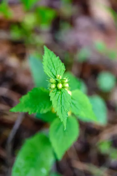 Yeşil bahar bitki örtüsü makro yakın çekim doğada — Stok fotoğraf