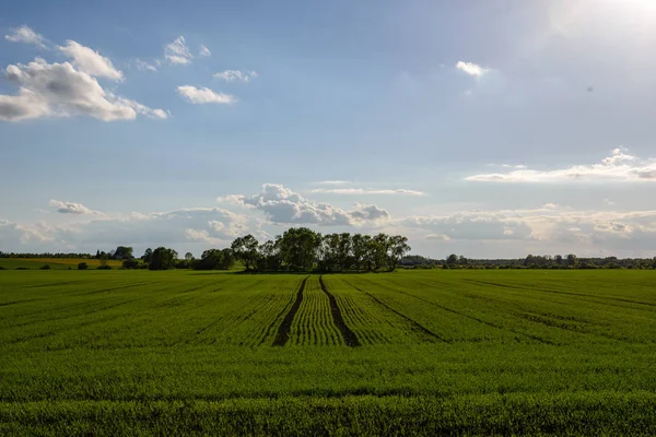 Kırsal kesimde yeşil ekili alanlar — Stok fotoğraf