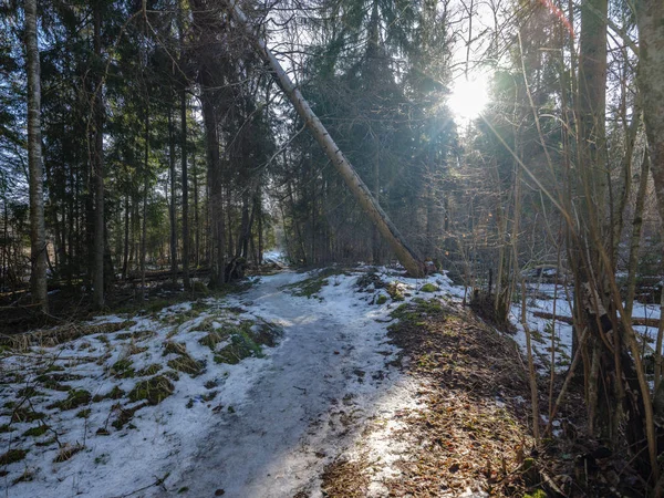 Zonnige winter bos met resten van de sneeuw en groen gebladerte — Stockfoto