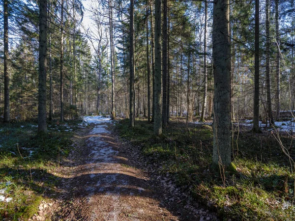 sunny winter forest with snow leftovers and green foliage