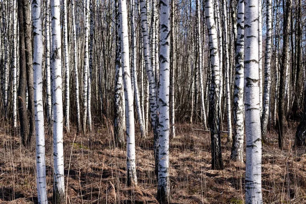 Nyírfa sérült kéreg a meztelen téli táj — Stock Fotó