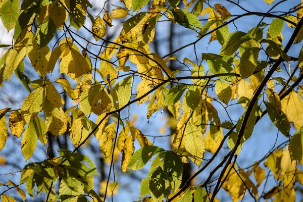 Asciutto albero foglie sfondo texture a terra — Foto Stock