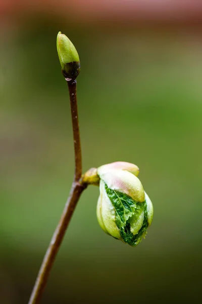 Groene lente gebladerte macro close-up in de natuur — Stockfoto