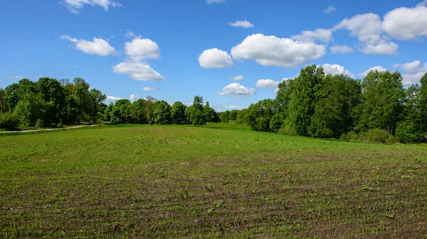 Зеленые посевные поля в сельской местности — стоковое фото