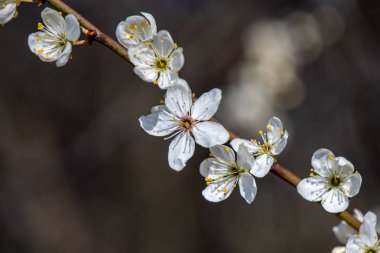 Mavi gökyüzü ve beyaz çiçekleri ile ilkbaharda çiçek açan kiraz ağacı