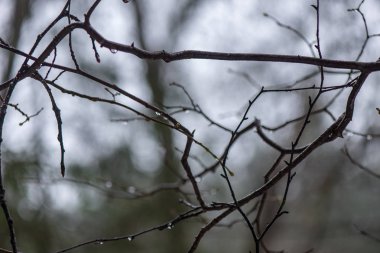 ağaç dalları çalıların arasında kış soğuk havalarda