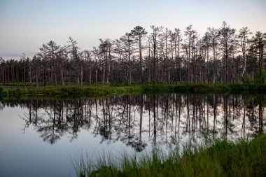 ormandaki ağaçlar üzerinde günbatımı