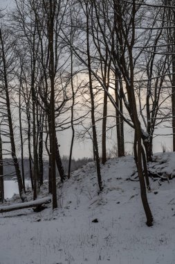 ağaç dalları çalıların arasında kış soğuk havalarda
