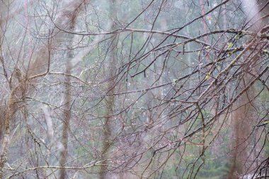 ağaç dalları çalıların arasında kış soğuk havalarda