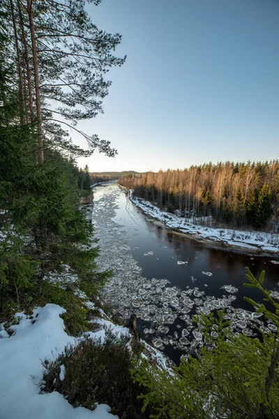 stock image river of gauja in latvia in winter with floating ice blocks