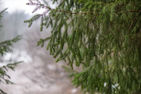 Tree branches in bushes in winter cold weather — Stock Photo, Image