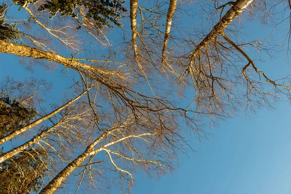 冬の寒さで茂みに木の枝 — ストック写真